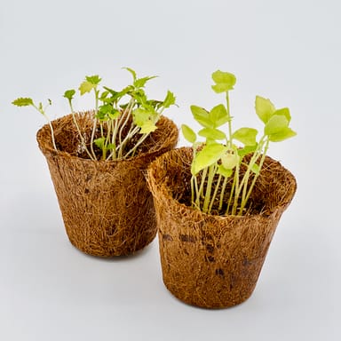 Indoor Herb Garden At-Home Kit