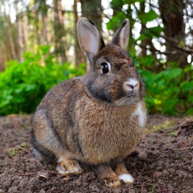 Family Animal Encounter at the Oglebay Good Zoo