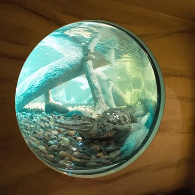 SEA LIFE at Mall of America Aquarium Admission