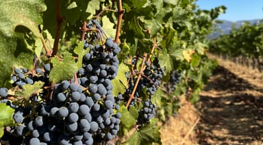 Laurel Glen Vineyards and Talisman Wines Back-to-Back Tastings for Two