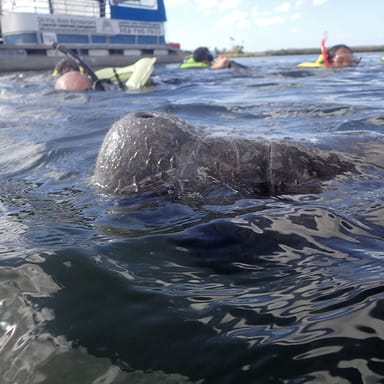 Manatee Swim with Photo Package