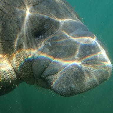 Manatee Swim with Photo Package