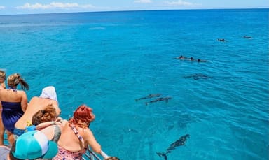 Dolphin Tour with Lunch