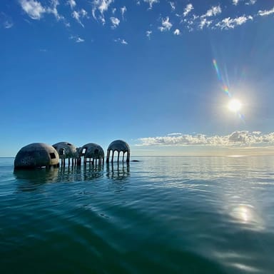 Dolphin Sightseeing and Shell Collecting Tour