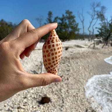 Dolphin Sightseeing and Shell Collecting Tour