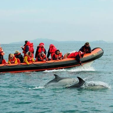 OC Beaches Tour with Dolphin and Whale Adventure
