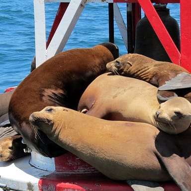 OC Beaches Tour with Dolphin and Whale Adventure