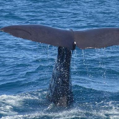 OC Beaches Tour with Dolphin and Whale Adventure