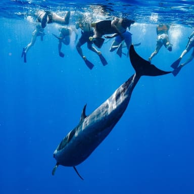 Swim with Wild Dolphins and Sea Turtles Catamaran Tour