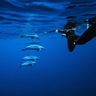 Swim with Wild Dolphins and Sea Turtles Catamaran Tour