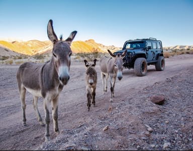 Self-Guided Cottonwood Valley Off-Roading Adventure for Two