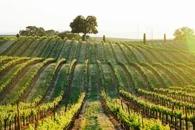 Own a Vineyard in Paso Robles