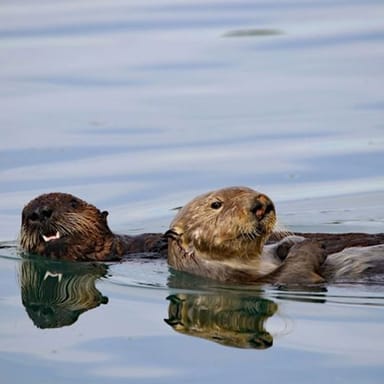 Elkhorn Slough Electric Catamaran Tour