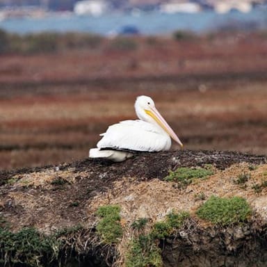 Elkhorn Slough Electric Catamaran Tour