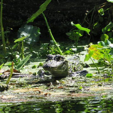 Emerald Cut Kayak Adventure