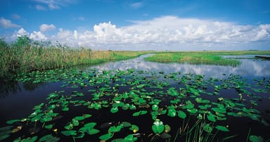 Everglades Airboat Ride and Wildlife Demonstration