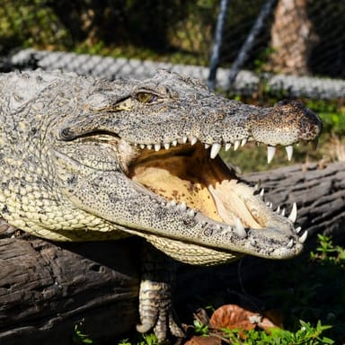 Miami Sightseeing and Everglades Tour