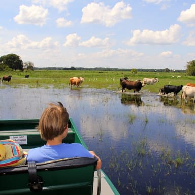 Half-Day Everglades Adventure Tour