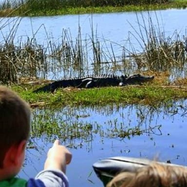 Ultimate Everglades Airboat Tour and Drive-Thru Wildlife Safari