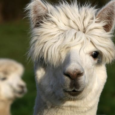 Family Farmyard Animal Encounter at the Oglebay Good Zoo