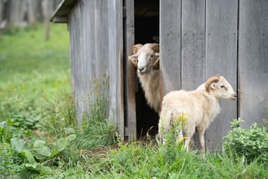 Plimoth Patuxet 17th-Century Soup Dinner and Living History Experience for Two