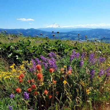 Full-Day Columbia Gorge Waterfalls and Mt. Hood Adventure