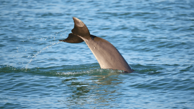 Dolphin Watch and Historical Harbor Catamaran Tour with Drinks