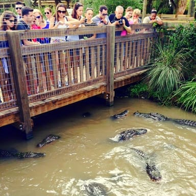 Half-Day Everglades Adventure Tour