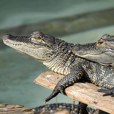 Gatorland Wildlife Park Adventure
