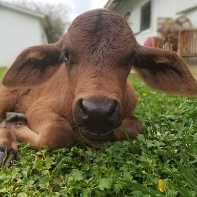 Rose Therapeutic Farm Visit