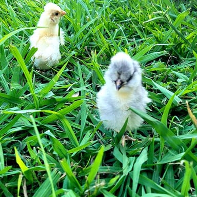 Rose Therapeutic Farm Visit