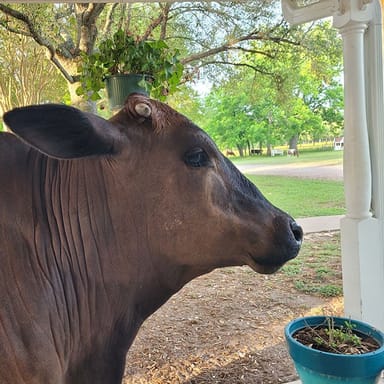 Rose Therapeutic Farm Visit