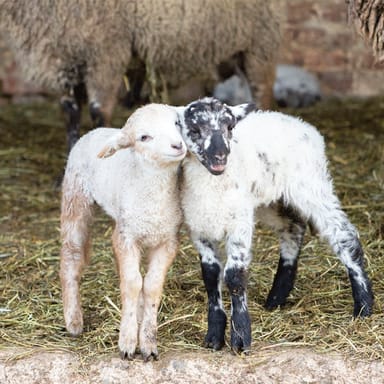 Potomac River Cruise to Mt. Vernon
