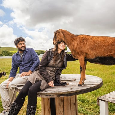 Private Animal Sanctuary Tour With Vegan Picnic