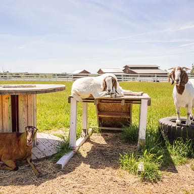 Goat Yoga Session at Charlie’s Acres