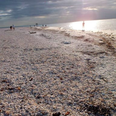 Fort Myers Beach Dolphin and Shell Hunting Cruise