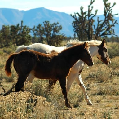 Ultimate Grand Canyon West Rim Adventure with Breakfast and Lunch