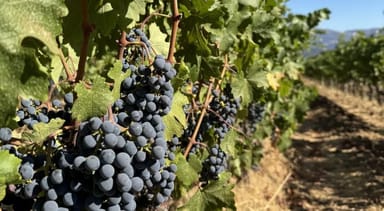 Evolution of Cabernet Tasting for Two at Laurel Glen Vineyards