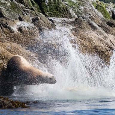Griffin Bay Kayak Tour
