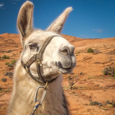 Full-Day Hike with Llamas