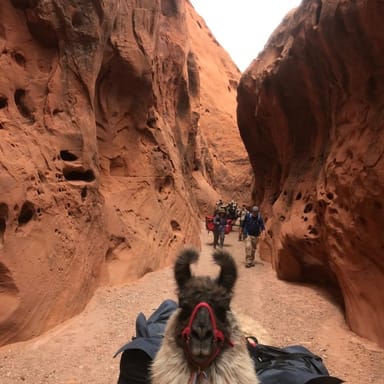Full-Day Hike with Llamas