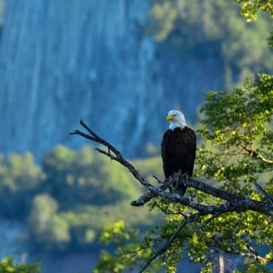 Guided Wilderness Hiking Adventure