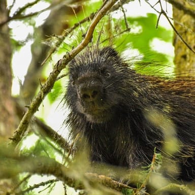 Guided Wilderness Hiking Adventure
