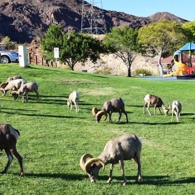 Immersive Hoover Dam Adventure Tour