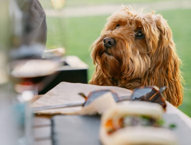 RD Winery Hundred Knot Wine Tasting and Appetizer for Two