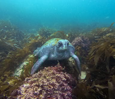 La Jolla Ecological Reserve Tandem Kayak and Snorkel Tour