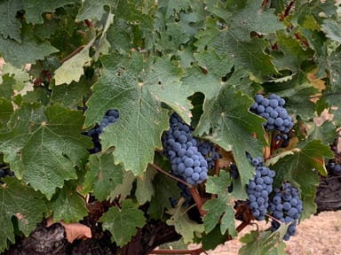 Own a Vineyard in Paso Robles