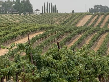 Own a Vineyard in Paso Robles