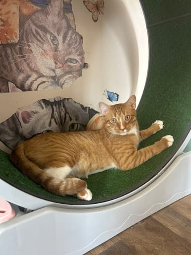 PURR Cat Café Admission with Sips and Snacks