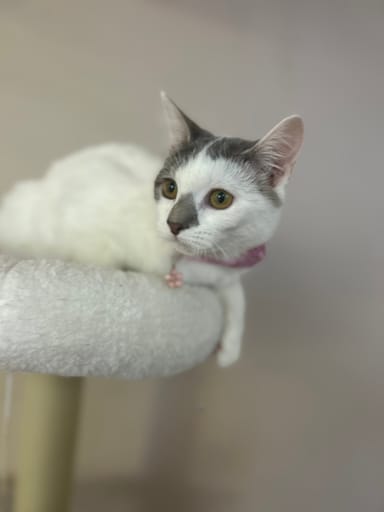 PURR Cat Café Admission with Sips and Snacks